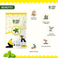 Italian Basil Seeds — herb plant close-up | ISF certified seeds | SeedsCart