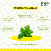 Italian Basil Seeds — fresh herb leaves | Kitchen garden India | SeedsCart
