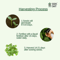 Italian Basil Seeds — herb seeds | Medicinal herb seeds India | SeedsCart