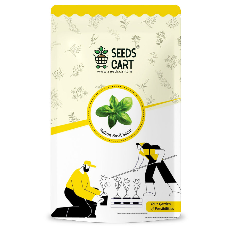 Italian Basil Seeds — seed packet | Buy herb seeds online India | SeedsCart