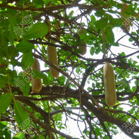 Kigelia pinnata