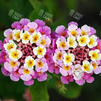 Lantana camara Seeds (Spanish Flag or West Indian Lantana)