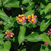 Lantana camara Seeds (Spanish Flag or West Indian Lantana)