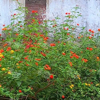 Lantana camara Seeds (Spanish Flag or West Indian Lantana)