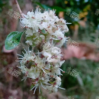 Lawsonia inermis Seeds (Mignonette tree)