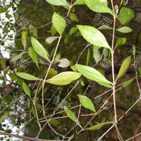 Lawsonia inermis Seeds (Mignonette tree)