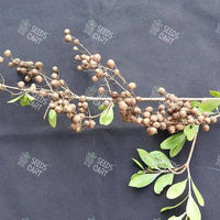 Lawsonia inermis Seeds (Mignonette tree)