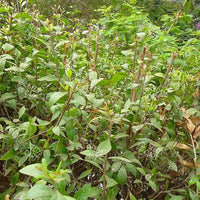 Lawsonia inermis Seeds (Mignonette tree)