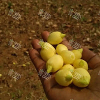 Madhuca longifolia Seeds (South indian mahua)