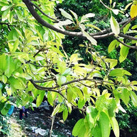 Madhuca longifolia Seeds (South indian mahua)