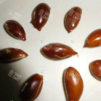 Madhuca longifolia Seeds (South indian mahua)