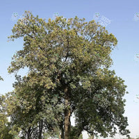 Madhuca longifolia Seeds (South indian mahua)