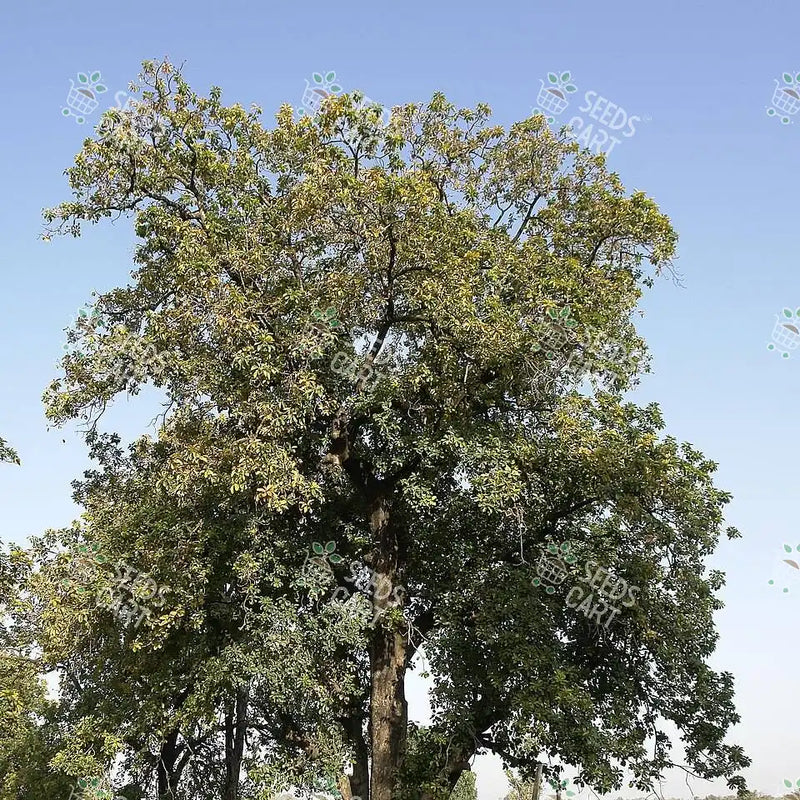 Madhuca longifolia Seeds (South indian mahua)