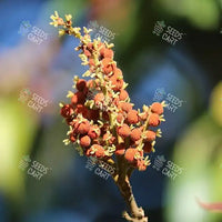 Mallotus philippensis Seeds (Kamala or Red Kamala)