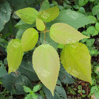 Mallotus philippensis Seeds (Kamala or Red Kamala)