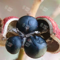 Mallotus philippensis Seeds (Kamala or Red Kamala)