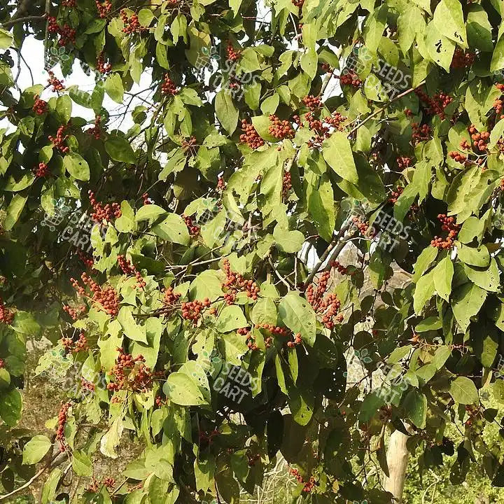 Mallotus philippensis Seeds (Kamala or Red Kamala)