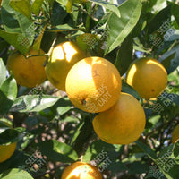 Mandarin Seeds (Citrus reticulata)