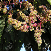 Mango Tree (Mangifera indica)