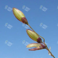 Megathyrsus maximus Seeds (Guinea grass and Green panic grass)