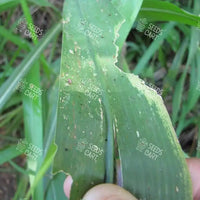 Megathyrsus maximus Seeds (Guinea grass and Green panic grass)