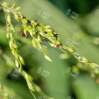 Megathyrsus maximus Seeds (Guinea grass and Green panic grass)