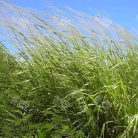 Megathyrsus maximus Seeds (Guinea grass and Green panic grass)