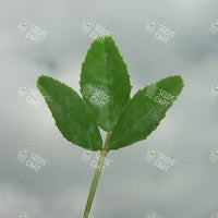 Melilotus indica Seeds (Indian sweet-clover)