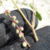 Melilotus indica Seeds (Indian sweet-clover)
