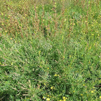 Melilotus indica Seeds (Indian sweet-clover)