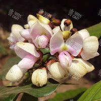 Millettia pinnata Seeds (Indian Beech)
