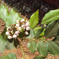 Millettia pinnata Seeds (Indian Beech)