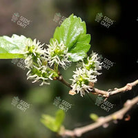 Morus alba Seeds (White mulberry)