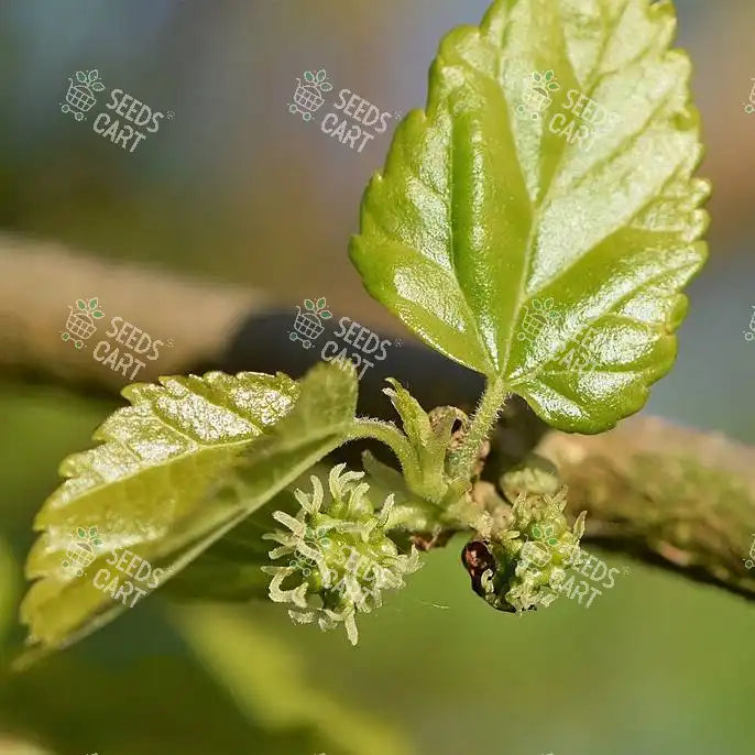 Morus alba Seeds (White mulberry)