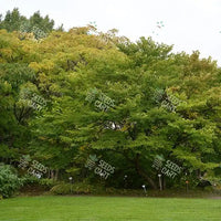 Morus alba Seeds (White mulberry)