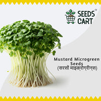 Mustard Leaves Microgreen Seeds — microgreens sprouting | Grow indoors India | SeedsCart