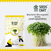 Mustard Leaves Microgreen Seeds — fresh microgreens harvest | 7-day ready | SeedsCart