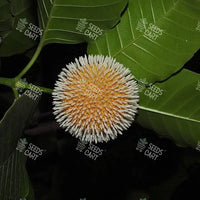 Neolamarckia cadamba Seeds (Kadam)