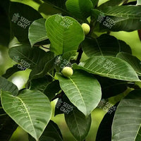 Neolamarckia cadamba Seeds (Kadam)