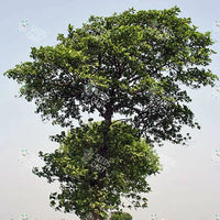 Neolamarckia cadamba Seeds (Kadam)