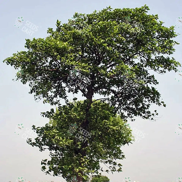 Neolamarckia cadamba Seeds (Kadam)