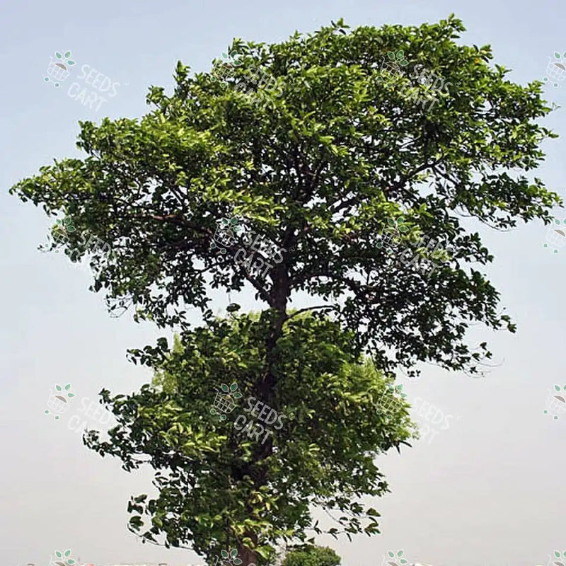 Neolamarckia cadamba Seeds (Kadam)
