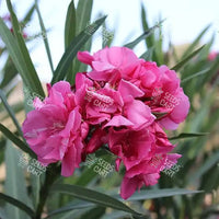 Nerium oleander Seeds (Indian Oleander)