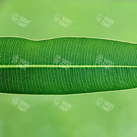 Nerium oleander Seeds (Indian Oleander)