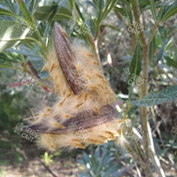 Nerium oleander Seeds (Indian Oleander)