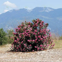 Nerium oleander Seeds (Indian Oleander)