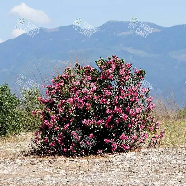 Nerium oleander Seeds (Indian Oleander)