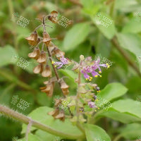 Ocimum sanctum Seeds (Holy Basil)