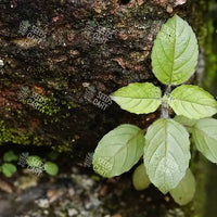 Ocimum sanctum Seeds (Holy Basil)