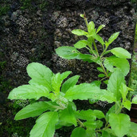 Ocimum sanctum Seeds (Holy Basil)